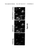 USE OF GPR101 RECEPTOR IN METHODS TO IDENTIFY MODULATORS OF HYPOTHALAMIC PROOPIOMELANOCORTIN (POMC)-DERIVED BIOLOGICALLY ACTIVE PEPTIDE SECRETION USEFUL IN THE TREATMENT OF POMC-DERIVED BIOLOGICALLY diagram and image