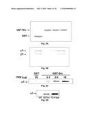 NA+K+-ATPase-Specific Peptide Inhibitors/Activators of SRC and SRC Family Kinases diagram and image