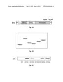 NA+K+-ATPase-Specific Peptide Inhibitors/Activators of SRC and SRC Family Kinases diagram and image