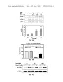 NA+K+-ATPase-Specific Peptide Inhibitors/Activators of SRC and SRC Family Kinases diagram and image