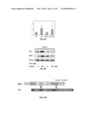 NA+K+-ATPase-Specific Peptide Inhibitors/Activators of SRC and SRC Family Kinases diagram and image