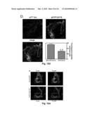 NA+K+-ATPase-Specific Peptide Inhibitors/Activators of SRC and SRC Family Kinases diagram and image