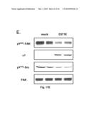 NA+K+-ATPase-Specific Peptide Inhibitors/Activators of SRC and SRC Family Kinases diagram and image