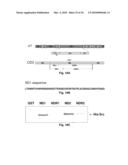 NA+K+-ATPase-Specific Peptide Inhibitors/Activators of SRC and SRC Family Kinases diagram and image