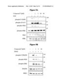 NOVEL PROTEIN KINASE MODULATORS AND THERAPEUTIC USES THEREOF diagram and image