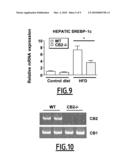 SELECTIVE INHIBITORS OF CB2 RECEPTOR EXPRESSION AND/OR ACTIVITY FOR THE TREATMENT OF OBESITY AND OBESITY-RELATED DISORDERS diagram and image