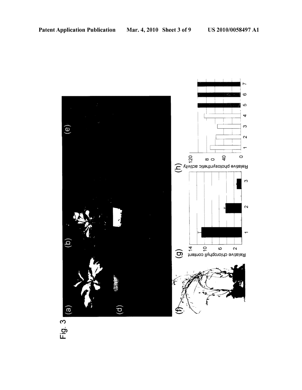 EARLY-MATURING TRANSFORMED PLANT - diagram, schematic, and image 04