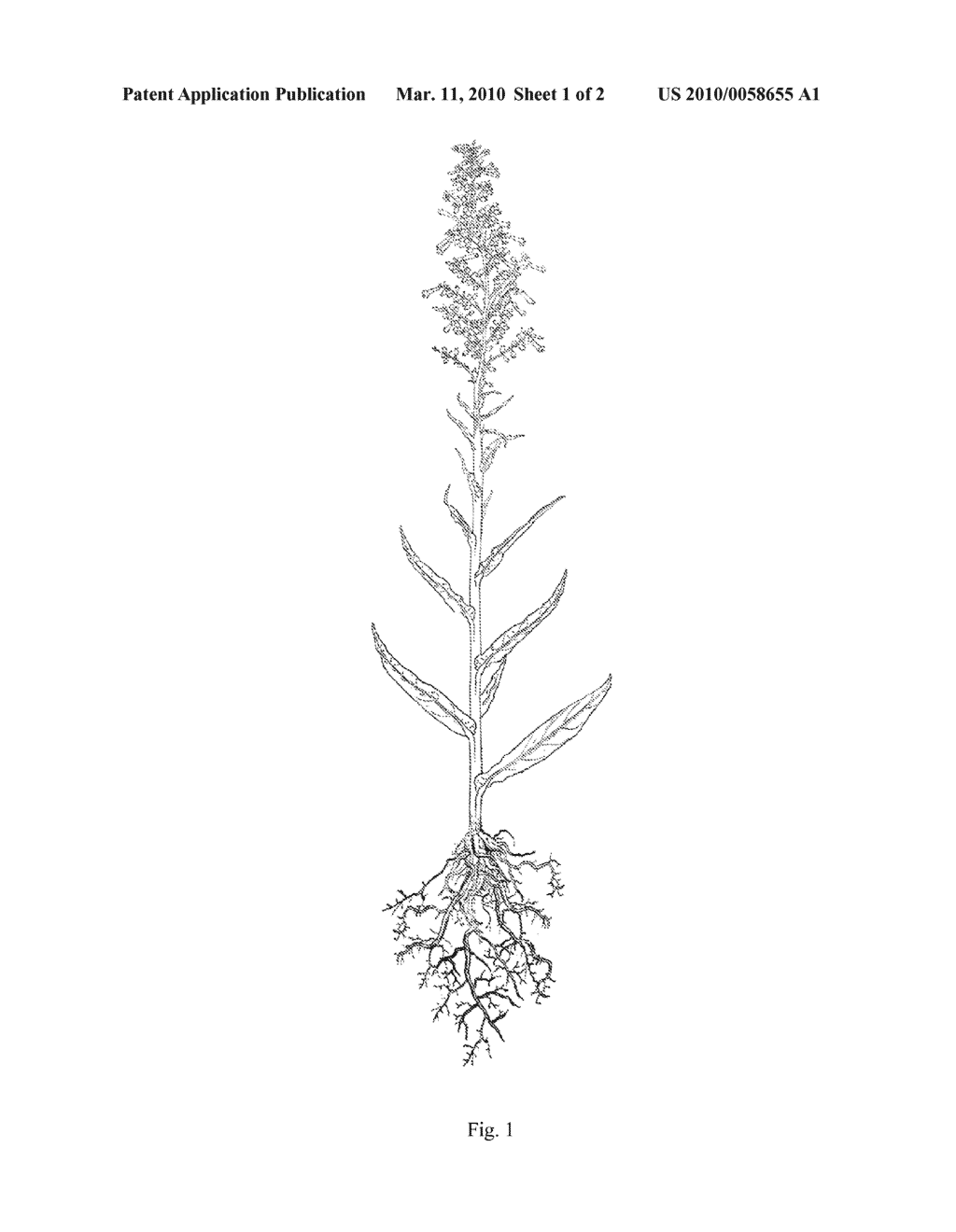 MUTAGENIZED TOBACCO PLANT AS SEED CULTURE FOR THE PRODUCTION OF OIL FOR ENERGETIC, INDUSTRIAL AND ALIMENTARY USES - diagram, schematic, and image 02