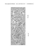 METHODS OF CHROMOGEN SEPARATION-BASED IMAGE ANALYSIS diagram and image