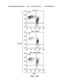 RESPIRATORY SYNCYTIAL VIRUS RENDERS DENDRITIC CELLS TOLEROGENIC diagram and image