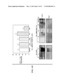 RESPIRATORY SYNCYTIAL VIRUS RENDERS DENDRITIC CELLS TOLEROGENIC diagram and image