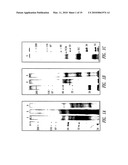 TRANSCOBALAMIN RECEPTOR POLYPEPTIDES, NUCLEIC ACIDS, AND MODULATORS THEREOF, AND RELATED METHODS OF USE IN MODULATING CELL GROWTH AND TREATING CANCER AND COBALAMIN DEFICIENCY diagram and image