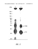 TRANSCOBALAMIN RECEPTOR POLYPEPTIDES, NUCLEIC ACIDS, AND MODULATORS THEREOF, AND RELATED METHODS OF USE IN MODULATING CELL GROWTH AND TREATING CANCER AND COBALAMIN DEFICIENCY diagram and image