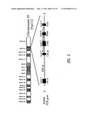 TRANSCOBALAMIN RECEPTOR POLYPEPTIDES, NUCLEIC ACIDS, AND MODULATORS THEREOF, AND RELATED METHODS OF USE IN MODULATING CELL GROWTH AND TREATING CANCER AND COBALAMIN DEFICIENCY diagram and image