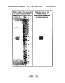 TRANSCOBALAMIN RECEPTOR POLYPEPTIDES, NUCLEIC ACIDS, AND MODULATORS THEREOF, AND RELATED METHODS OF USE IN MODULATING CELL GROWTH AND TREATING CANCER AND COBALAMIN DEFICIENCY diagram and image