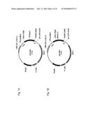 MODIFIED SOLUBLE FGF RECEPTOR FC FUSIONS WSITH IMPROVED BIOLOGICAL ACTIVITY diagram and image