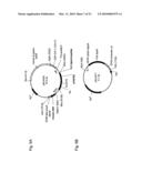 MODIFIED SOLUBLE FGF RECEPTOR FC FUSIONS WSITH IMPROVED BIOLOGICAL ACTIVITY diagram and image