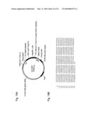 MODIFIED SOLUBLE FGF RECEPTOR FC FUSIONS WSITH IMPROVED BIOLOGICAL ACTIVITY diagram and image