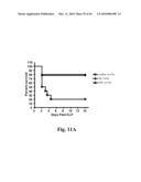 High Affinity Antibodies Against HMGB1 and Methods Of Use Thereof diagram and image