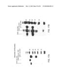 Hemagglutinin Polypeptides, and Reagents and Methods Relating Thereto diagram and image