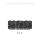 Hemagglutinin Polypeptides, and Reagents and Methods Relating Thereto diagram and image