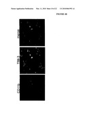 THERAPEUTIC USES OF TIM-3 MODULATORS diagram and image