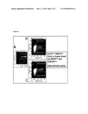 Markers, Antibodies and Recombinant scFvs for Mesenchymal Stem Cell Sub-populations and Osteoclasts diagram and image