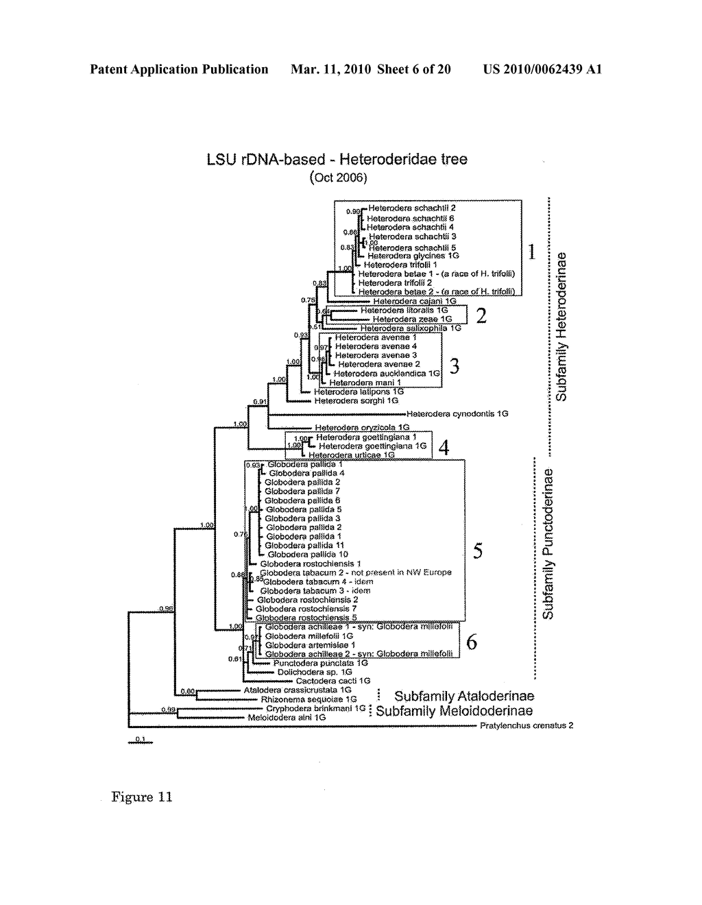 Method for Detecting Cyst Nematodes - diagram, schematic, and image 07