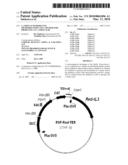 L-AMINO ACID PRODUCING MICROORGANISM AND A METHOD FOR PRODUCING AN L-AMINO ACID diagram and image