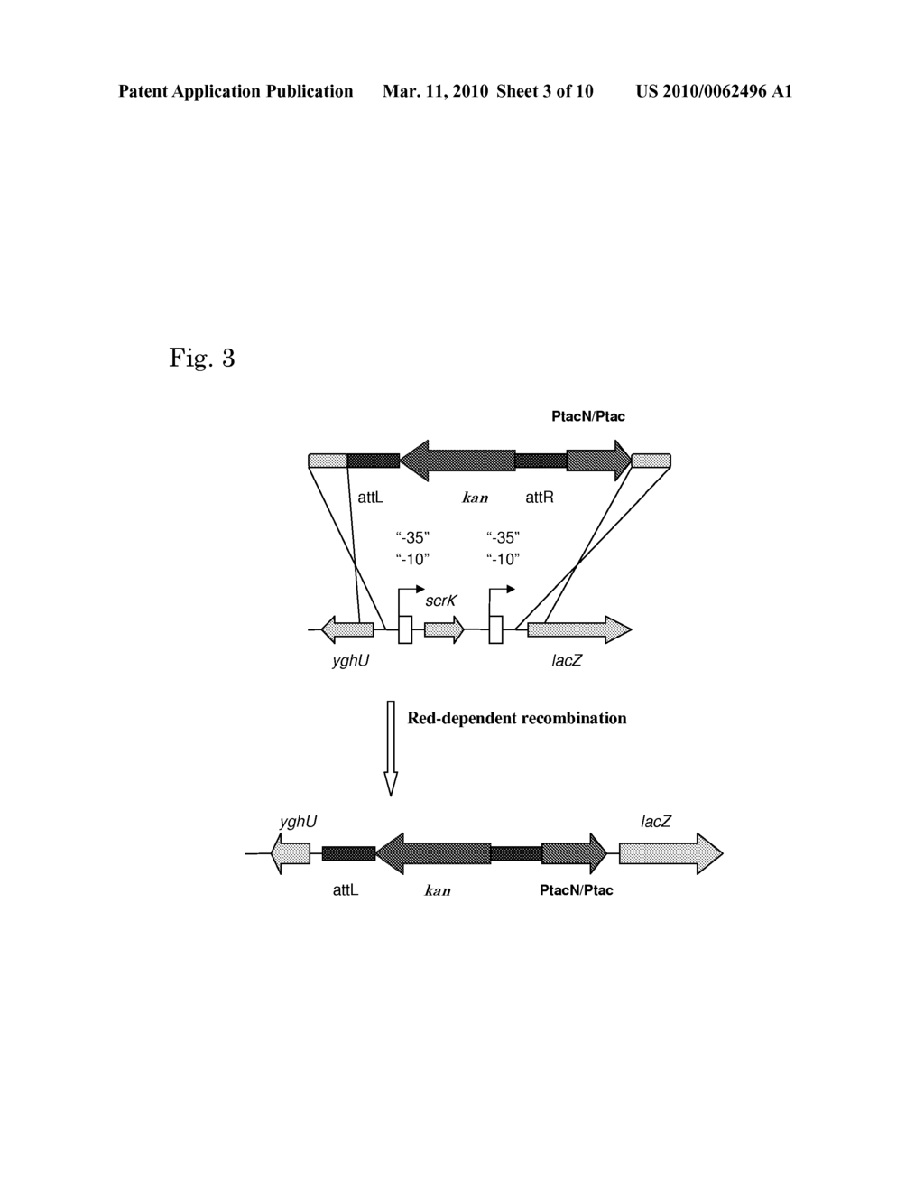 L-AMINO ACID PRODUCING MICROORGANISM AND A METHOD FOR PRODUCING AN L-AMINO ACID - diagram, schematic, and image 04