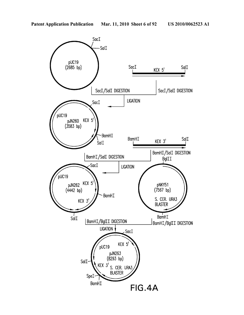 Expression of Class 2 Mannosidase and Class III Mannosidase in Lower Eukaryotic Cells - diagram, schematic, and image 07