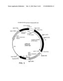 OPTIMIZED MESSENGER RNA diagram and image