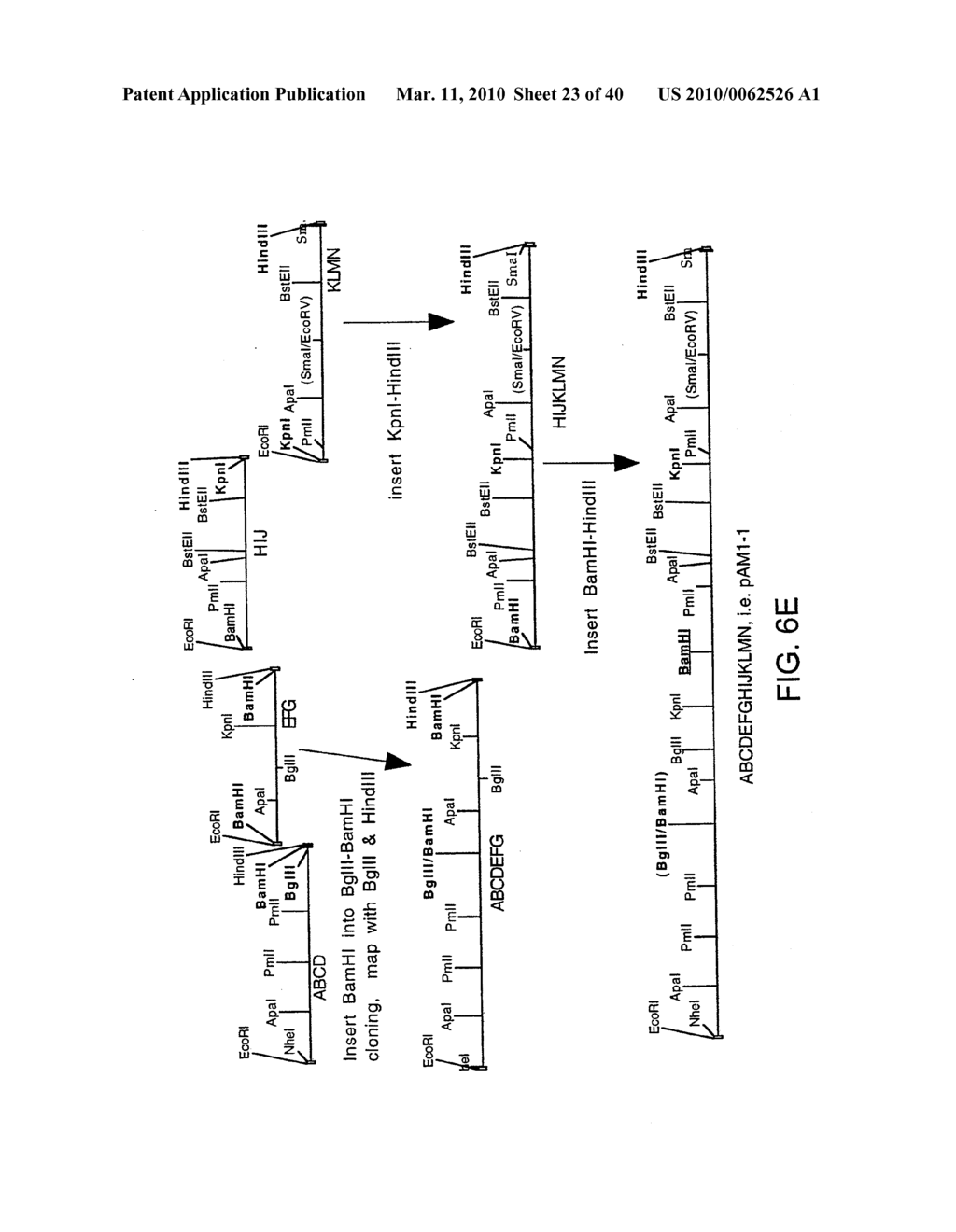 OPTIMIZED MESSENGER RNA - diagram, schematic, and image 24