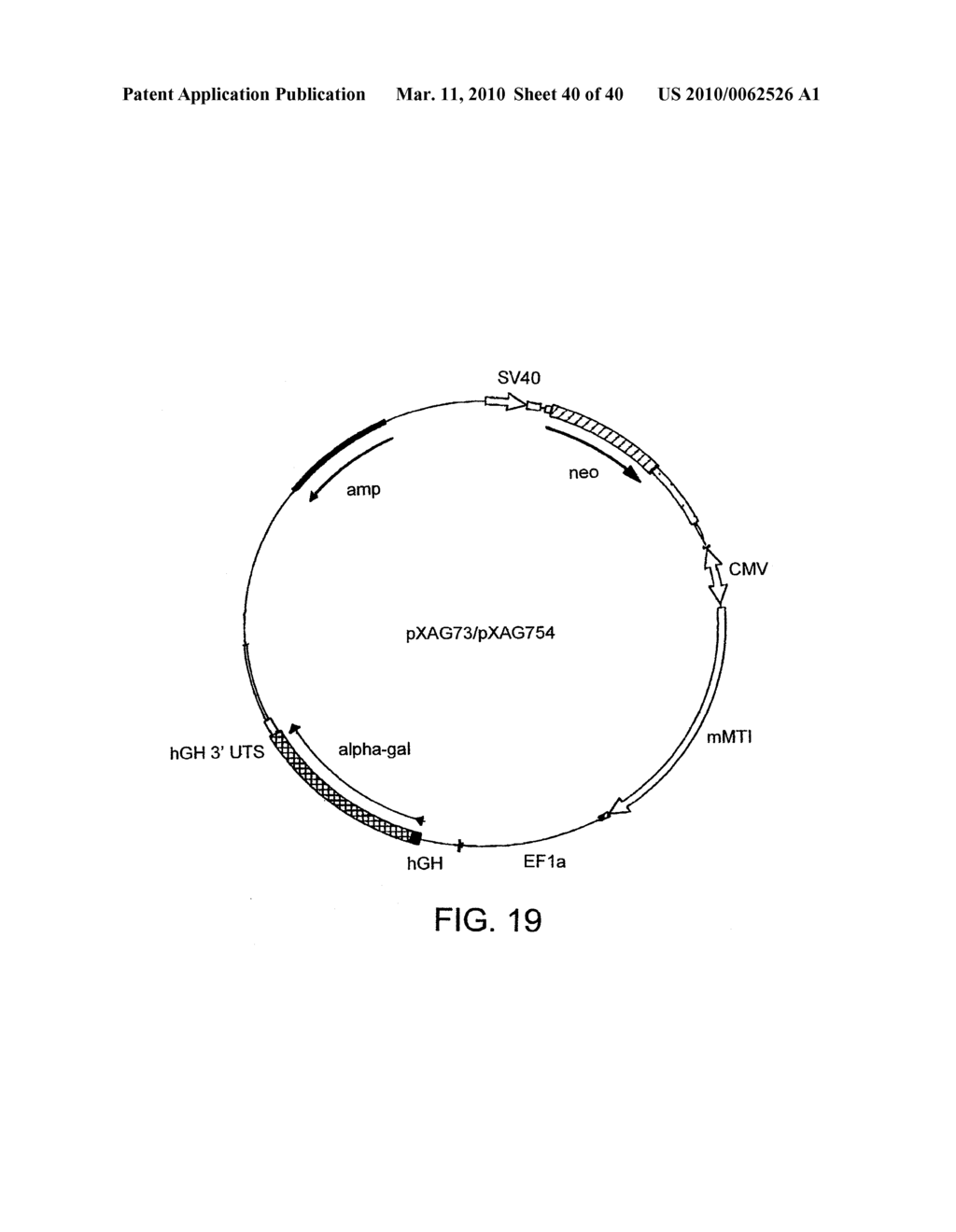 OPTIMIZED MESSENGER RNA - diagram, schematic, and image 41