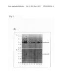 Adiponectin receptor and gene encoding the same diagram and image