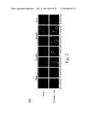 Adiponectin receptor and gene encoding the same diagram and image