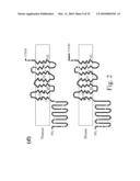 Adiponectin receptor and gene encoding the same diagram and image