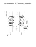 Adiponectin receptor and gene encoding the same diagram and image