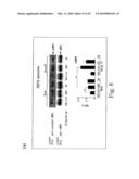 Adiponectin receptor and gene encoding the same diagram and image