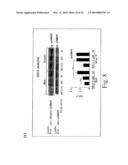 Adiponectin receptor and gene encoding the same diagram and image