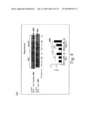 Adiponectin receptor and gene encoding the same diagram and image