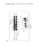 Adiponectin receptor and gene encoding the same diagram and image