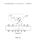 Synthesis of Cyclosporin Analogs diagram and image