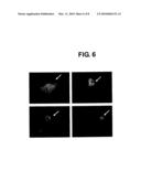 SMALL INTERFERING RNA AND PHARMACEUTICAL COMPOSITION FOR TREATMENT OF HEPATITIS B COMPRISING THE SAME diagram and image