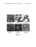 ANTISENSE ANTIVIRAL COMPOUND AND METHOD FOR TREATING ARENAVIRUS INFECTION diagram and image