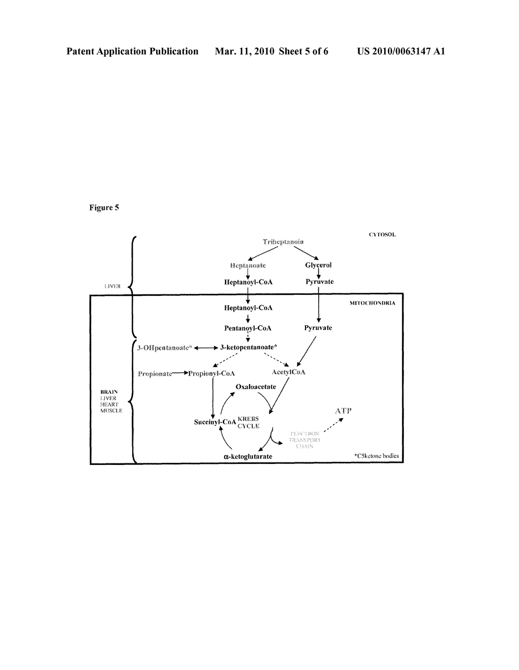 Anaplerotic Therapy of Huntington Disease and Other Polyglutamine Diseases - diagram, schematic, and image 06