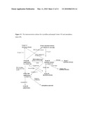 POLYMORPHS OF ACYL SULFONAMIDES diagram and image