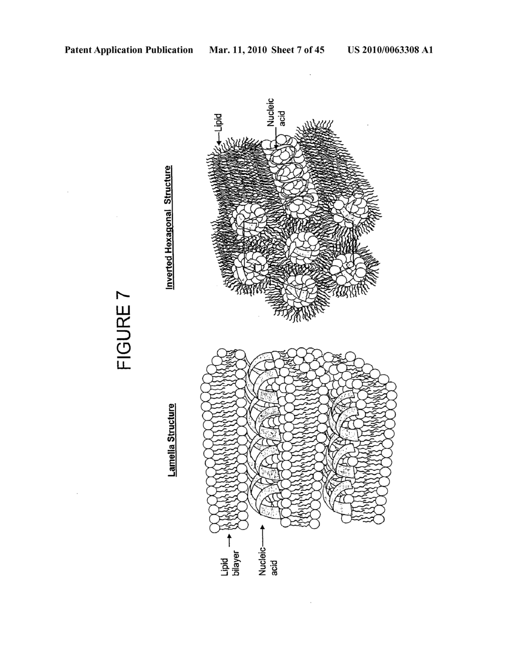 LIPID NANOPARTICLE BASED COMPOSITIONS AND METHODS FOR THE DELIVERY OF BIOLOGICALLY ACTIVE MOLECULES - diagram, schematic, and image 08