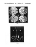 CROP GRAIN FILLING GENE GIF1 AND THE APPLICATIONS THEREOF diagram and image