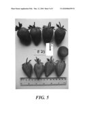 STRAWBERRY PLANT NAMED  SHAKED  diagram and image